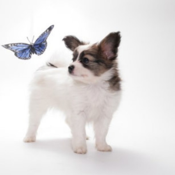 Meet your Posher - Picture 1 of 1